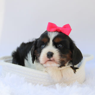 Rainbow - Available Now