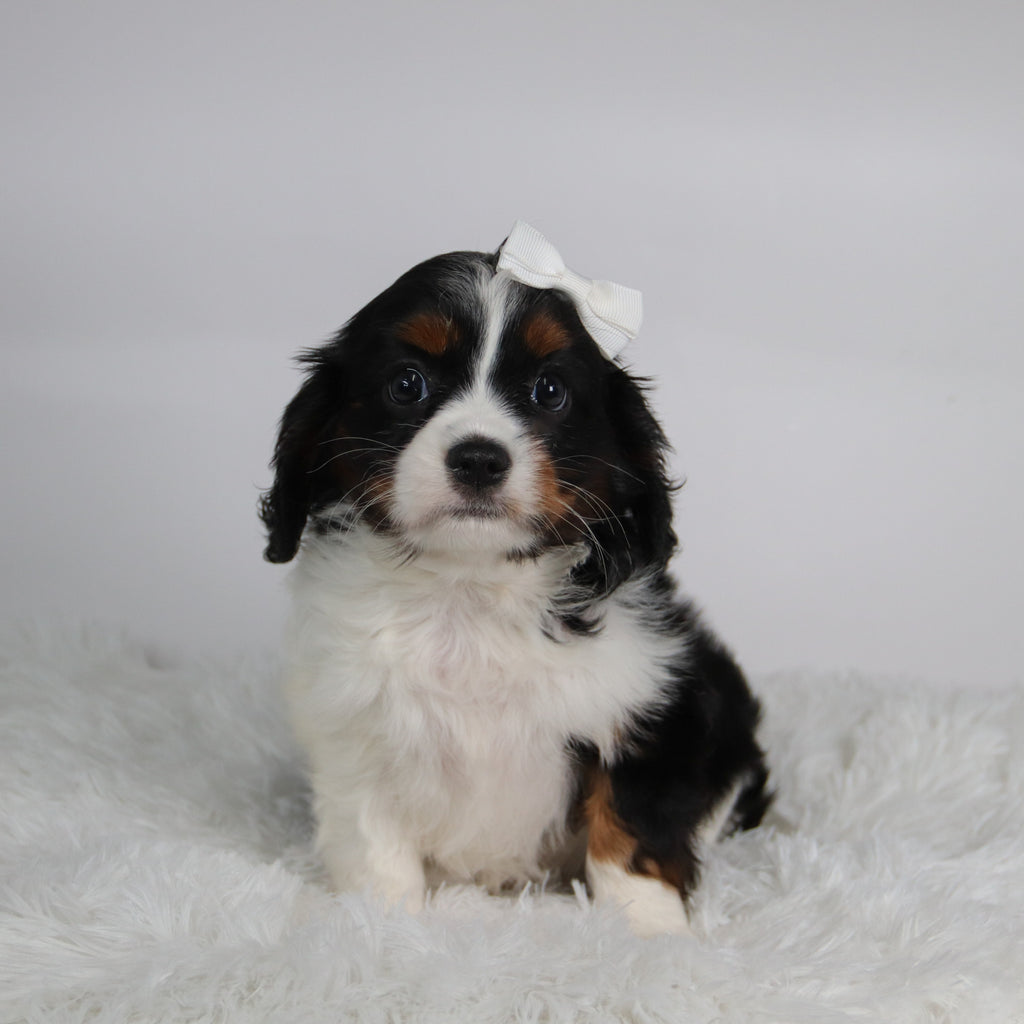 Rainbow - Available Now