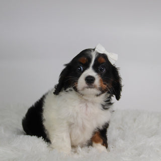 Rainbow - Available Now