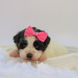 Lilly - Available Now