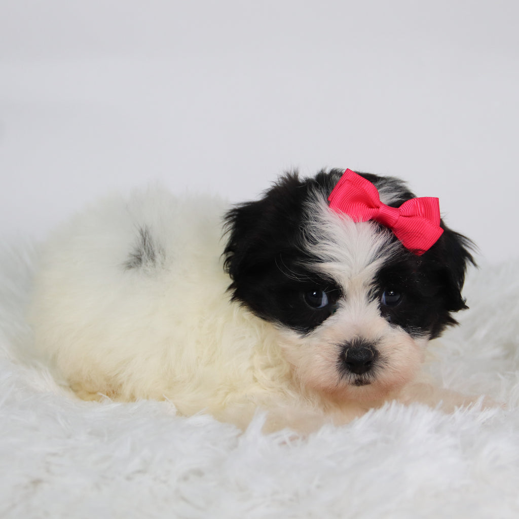 Lilly - Available Now