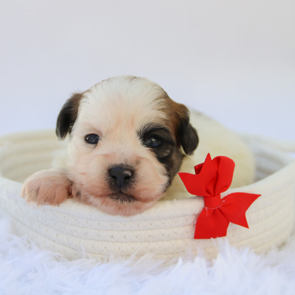 Woof - Available Now