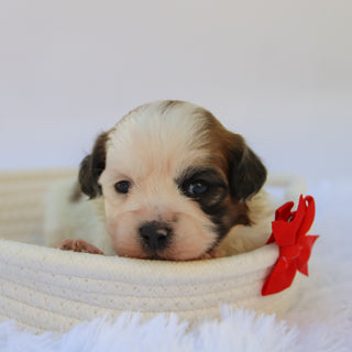 Woof - Available Now