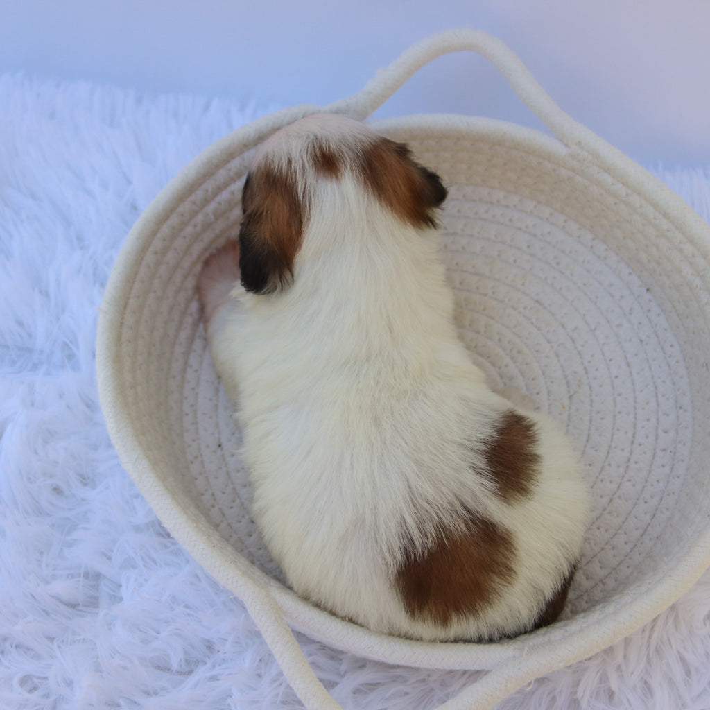 Woof - Available Now