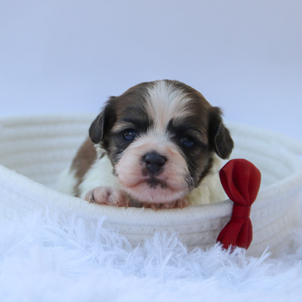 Topper - Available Now