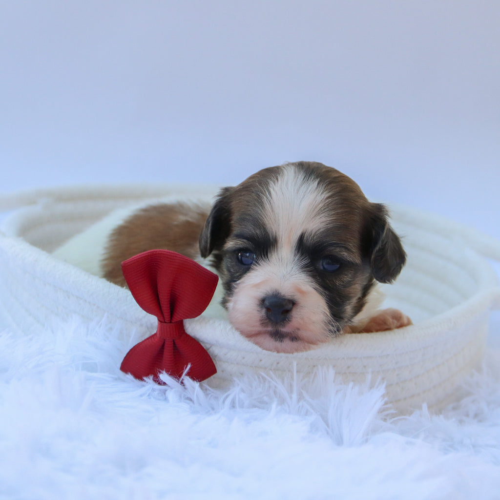 Topper - Available Now