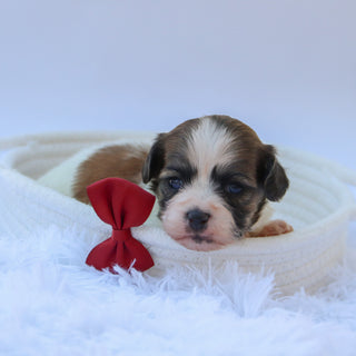 Topper - Available Now