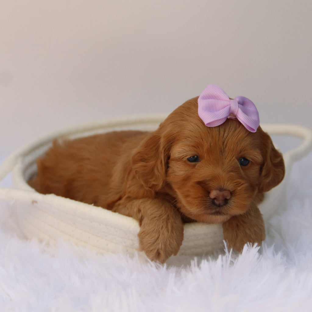 Moxie - Available Now