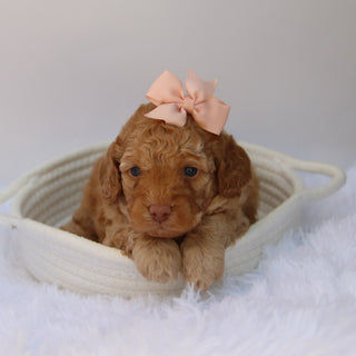 Jody - Available 10/22