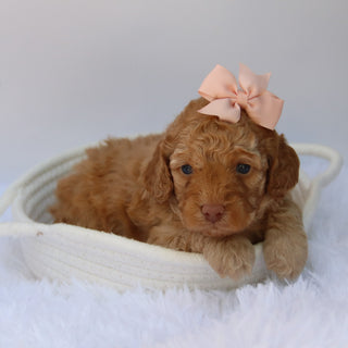 Jody - Available 10/22