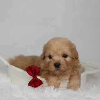 Roland - Available Now