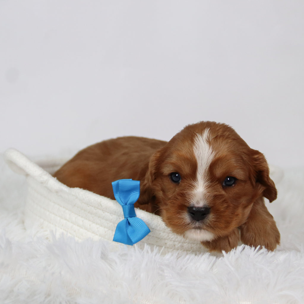 George - Available Now