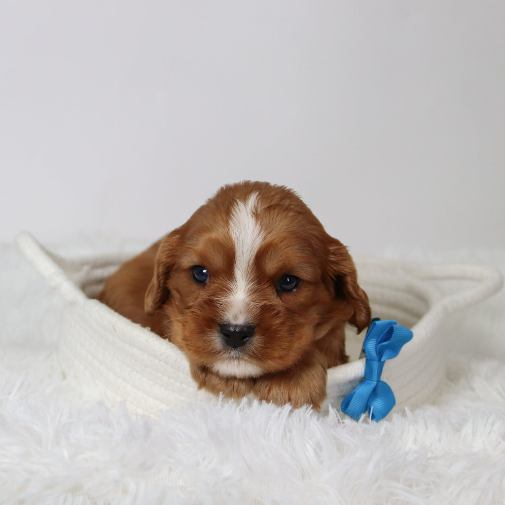 George - Available Now