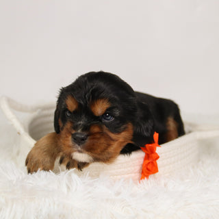 Kevin - Available Now