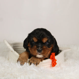 Kevin - Available Now