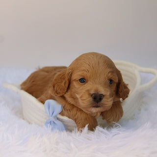 Finn - Available Now