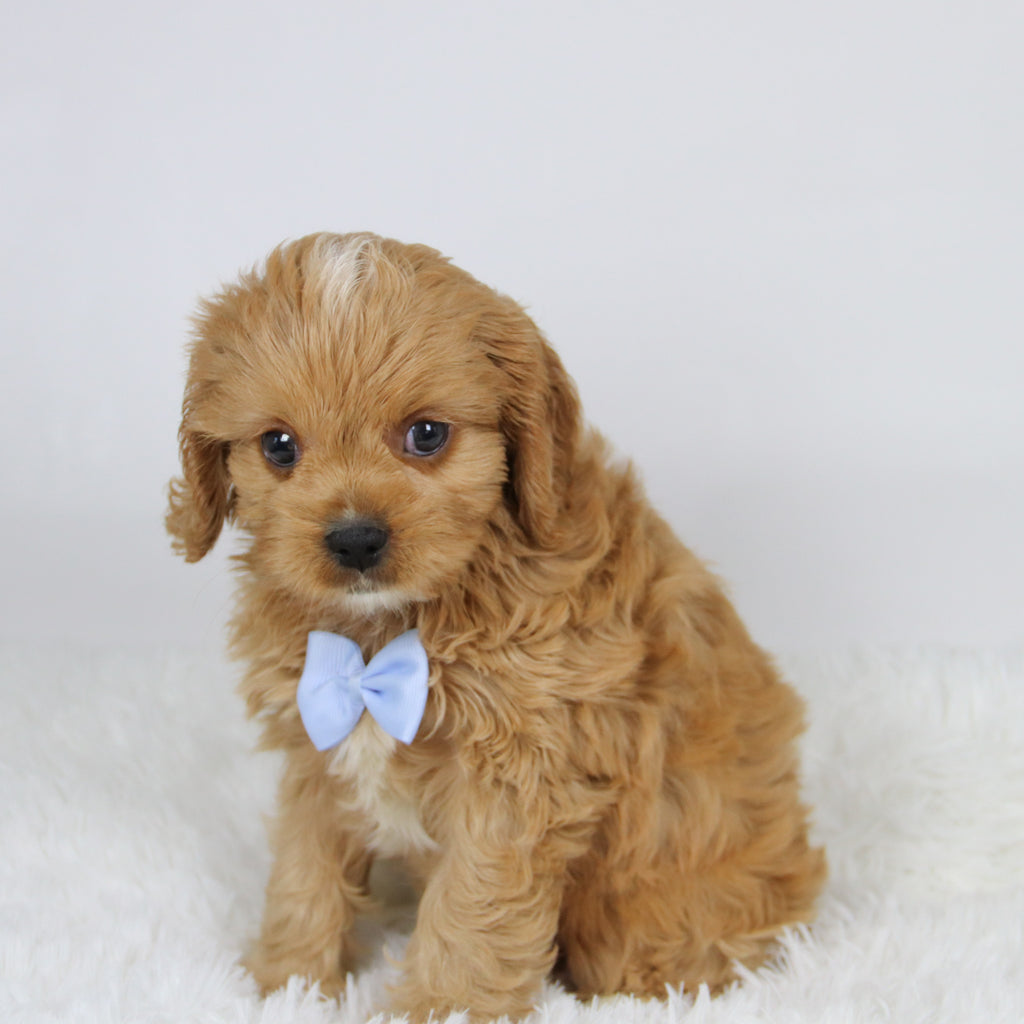 Mack - available 11/19