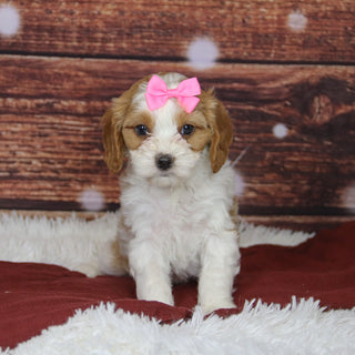 Bibi - Available Now