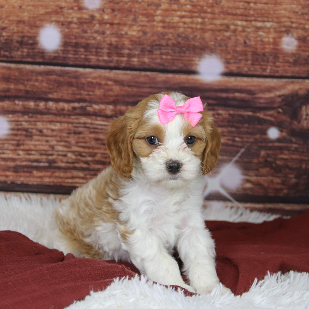 Bibi - Available Now