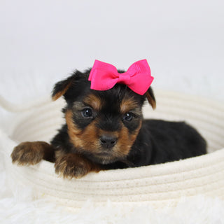 Casilda - Available 12/10