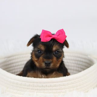 Casilda - Available 12/10