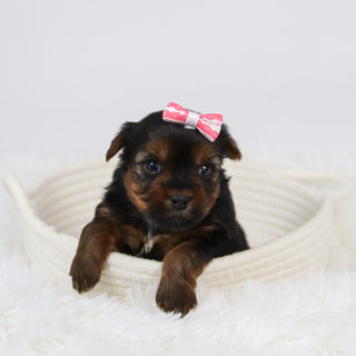 Cecilia - Available 12/10