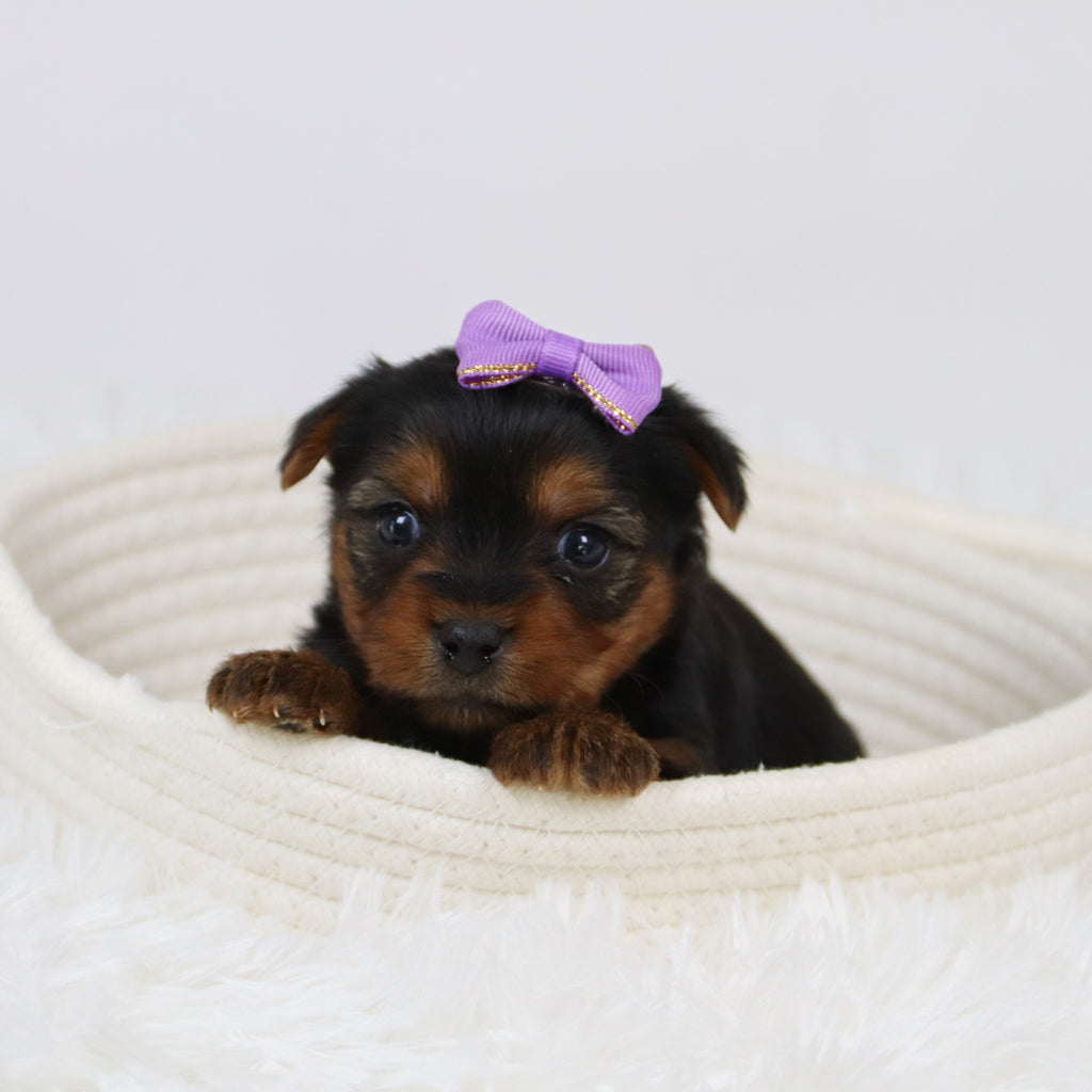 Cerina - Available 12/10