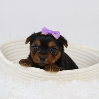 Cerina - Available 12/10