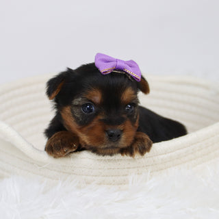 Cerina - Available 12/10