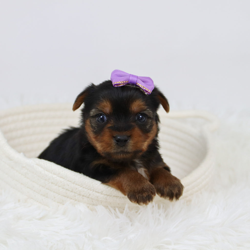 Cerina - Available 12/10