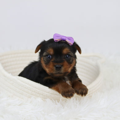 Cerina - Available 12/10