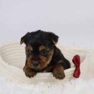 Barden - Available 12/10