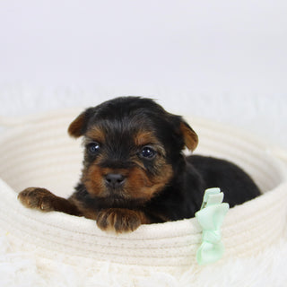 Bao - Available 12/10