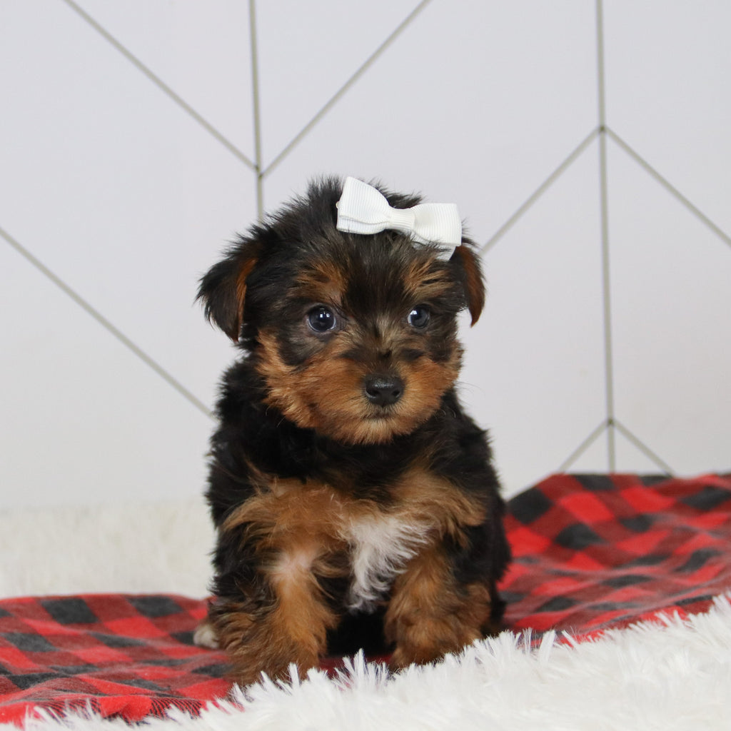 Helen - Available Now