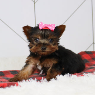 Grace - Available 12/17