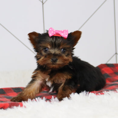 Grace - Available 12/17