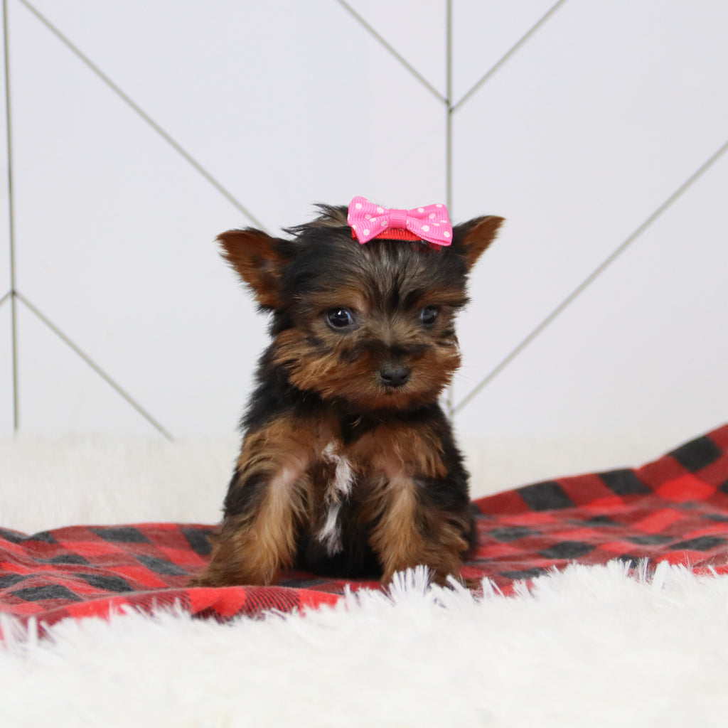 Grace - Available 12/17