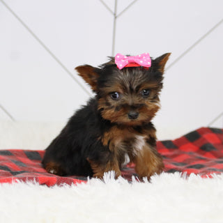 Grace - Available 12/17