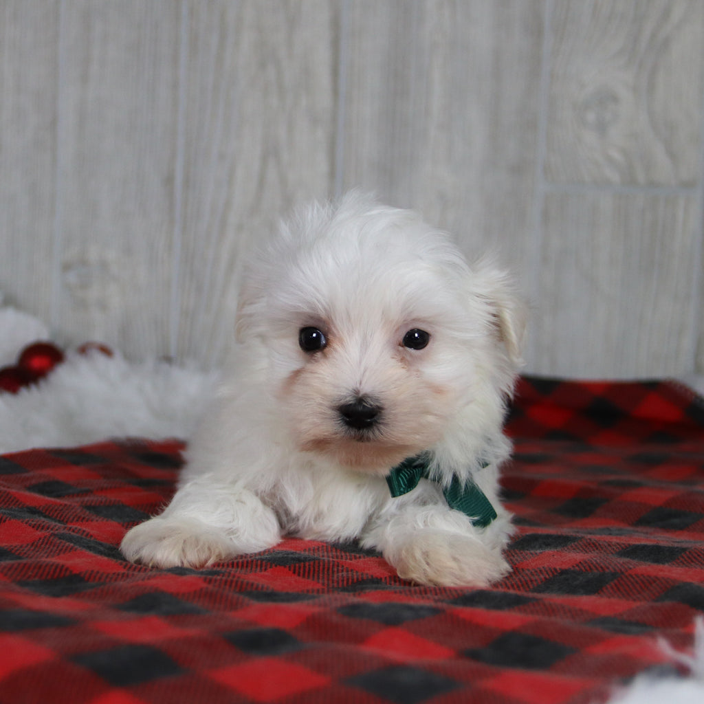 Patrick - Available 1/8