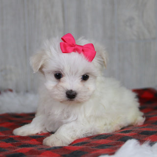 Mariah - Available 1/8