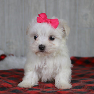 Mariah - Available 1/8