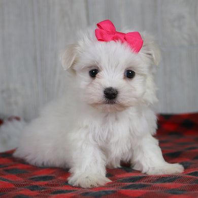 Mariah - Available 1/8