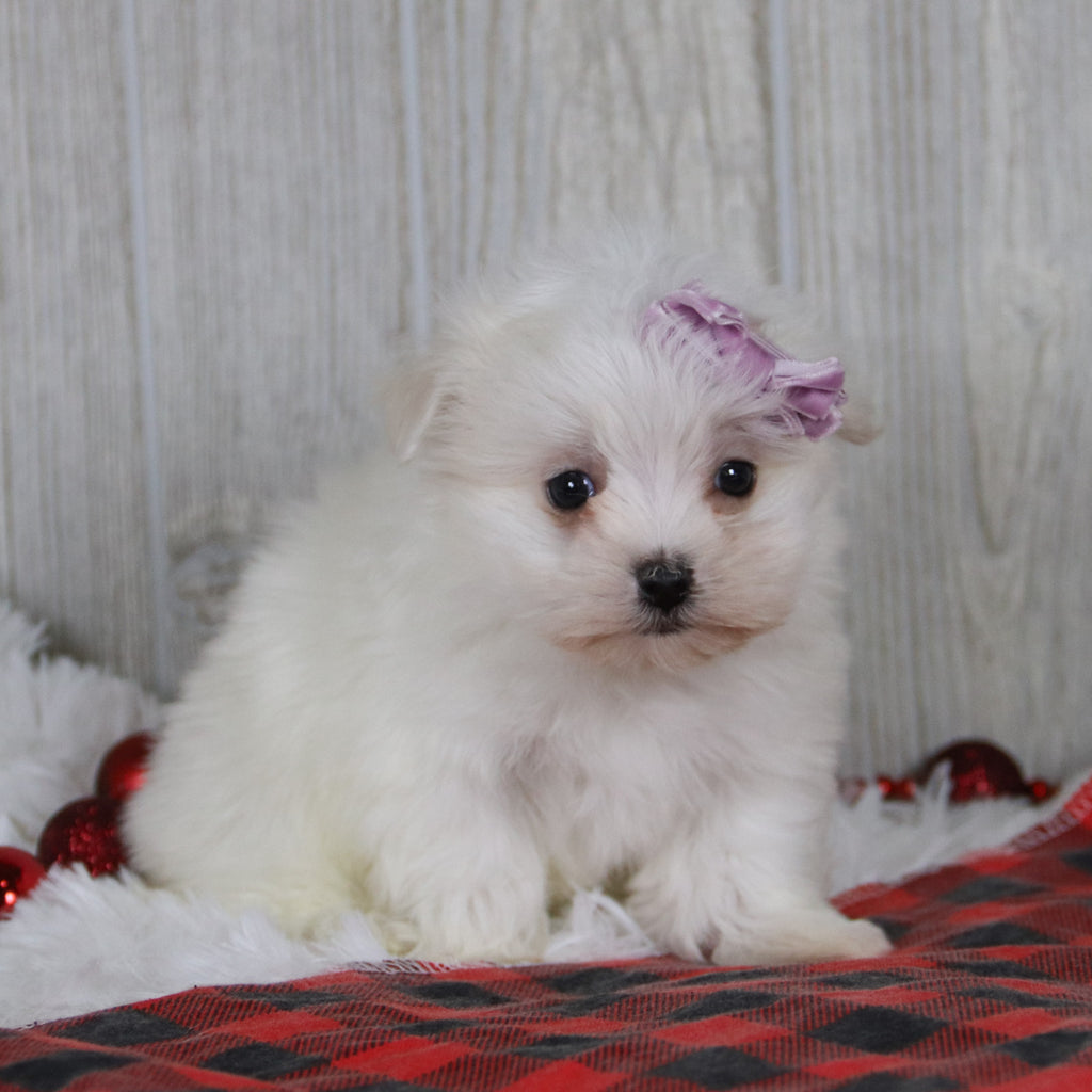 Nicole - Available 1/8