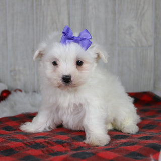 Britney - Available 1/8