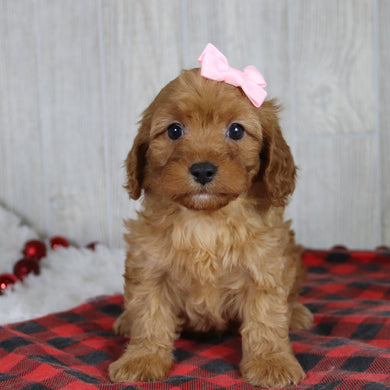 Carrie - Available 1/8