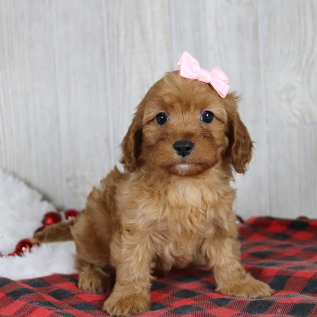 Carrie - Available 1/8