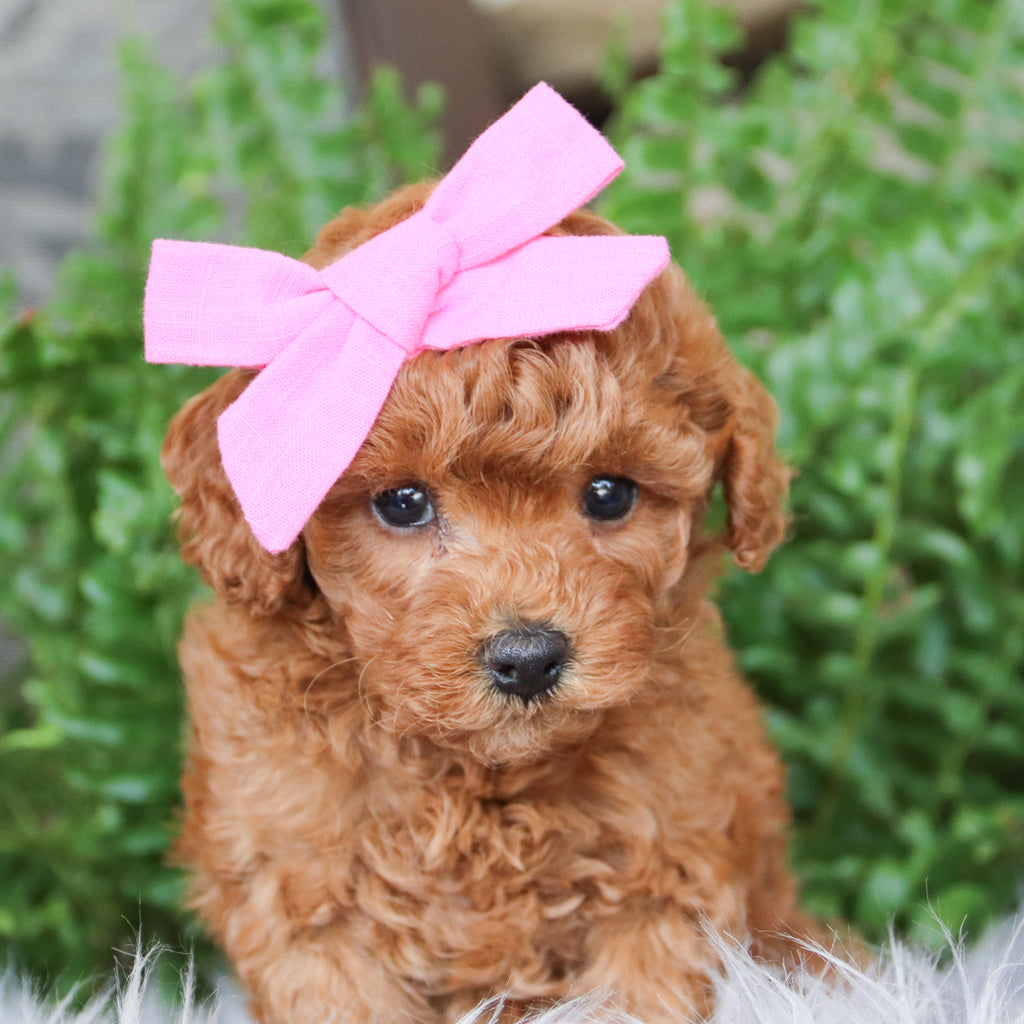 Libby