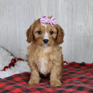 Liza - Available 1/8