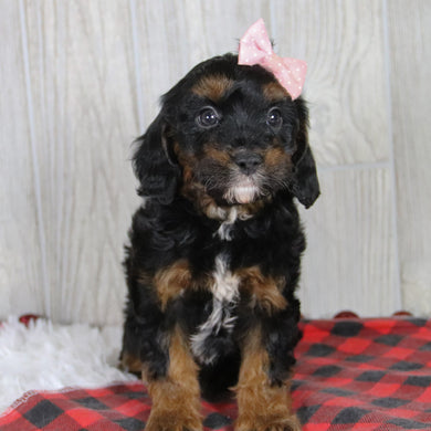 Athena - Available Now