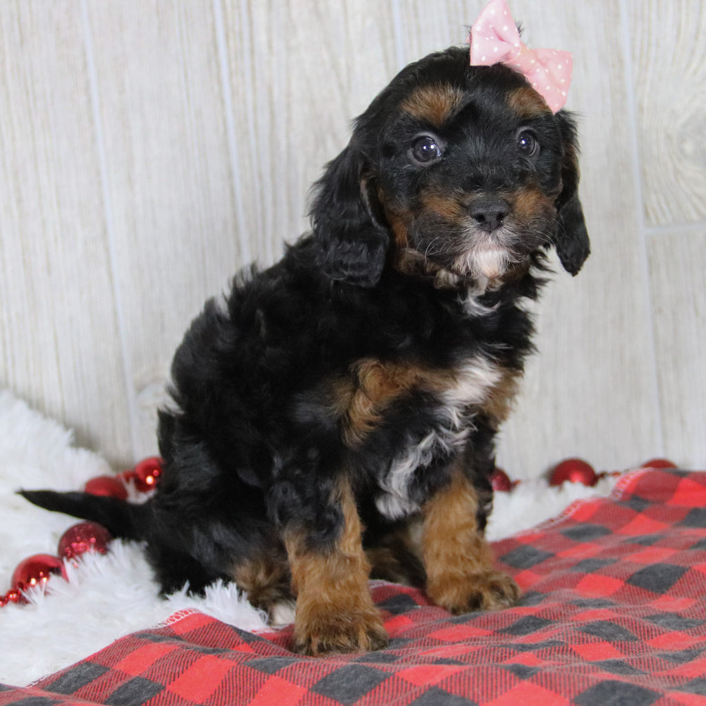 Athena - Available 1/8